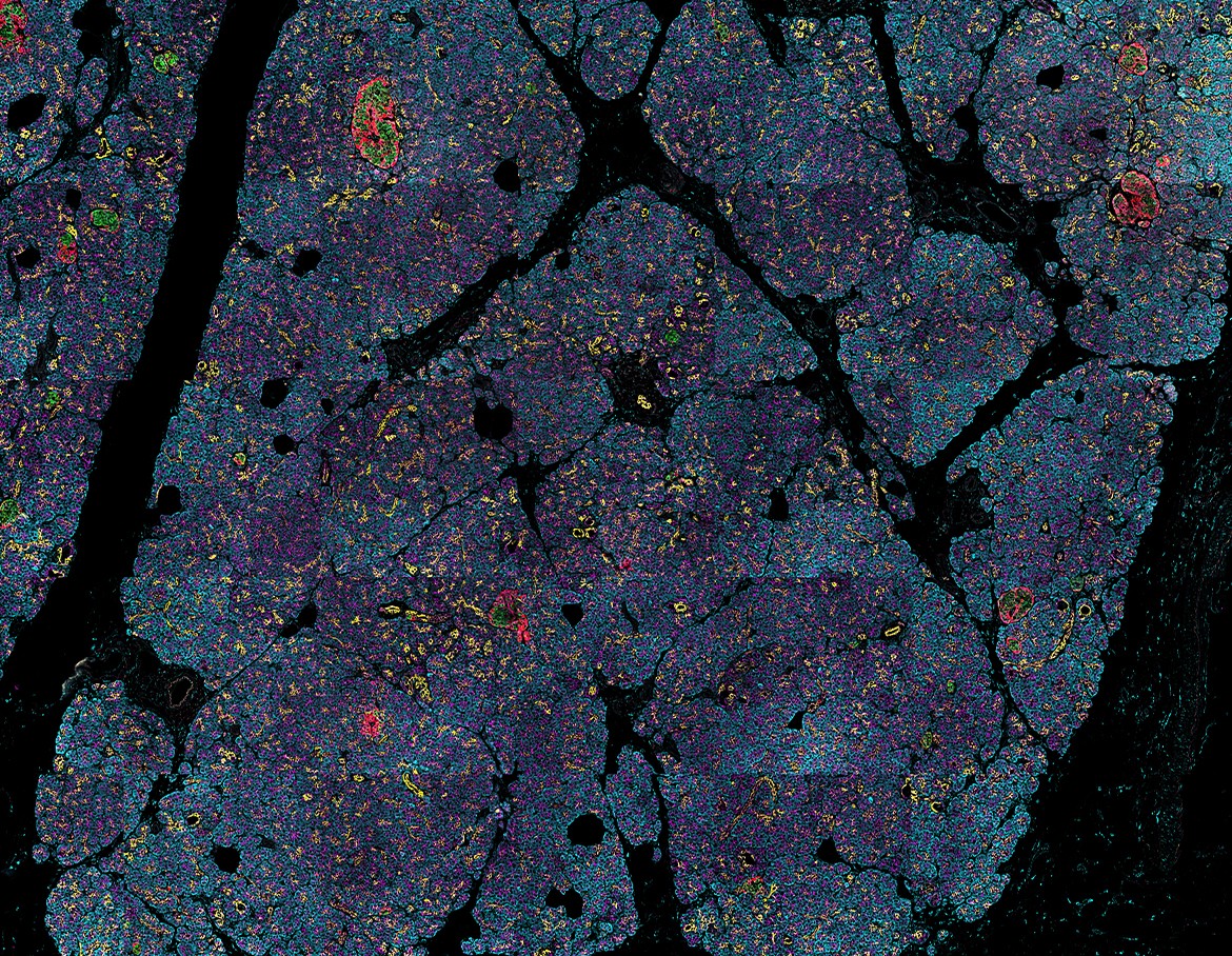 Human Cell Atlas General Meeting to be held on June 28-30, 2021